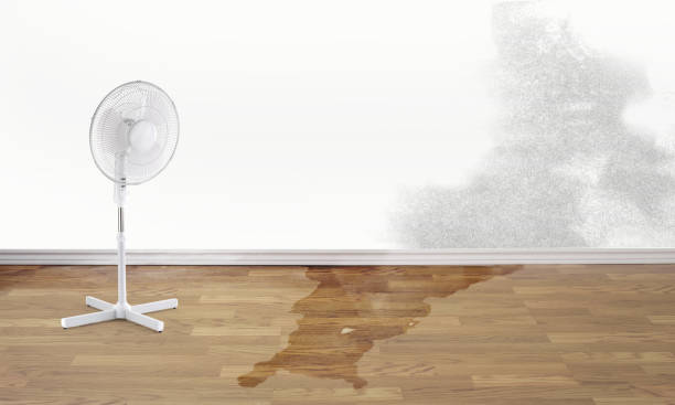 Best Ceiling water damage repair  in Jamesport, NY
